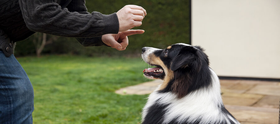 Training a Rescue Dog: Essential Tips & What You Need to Know